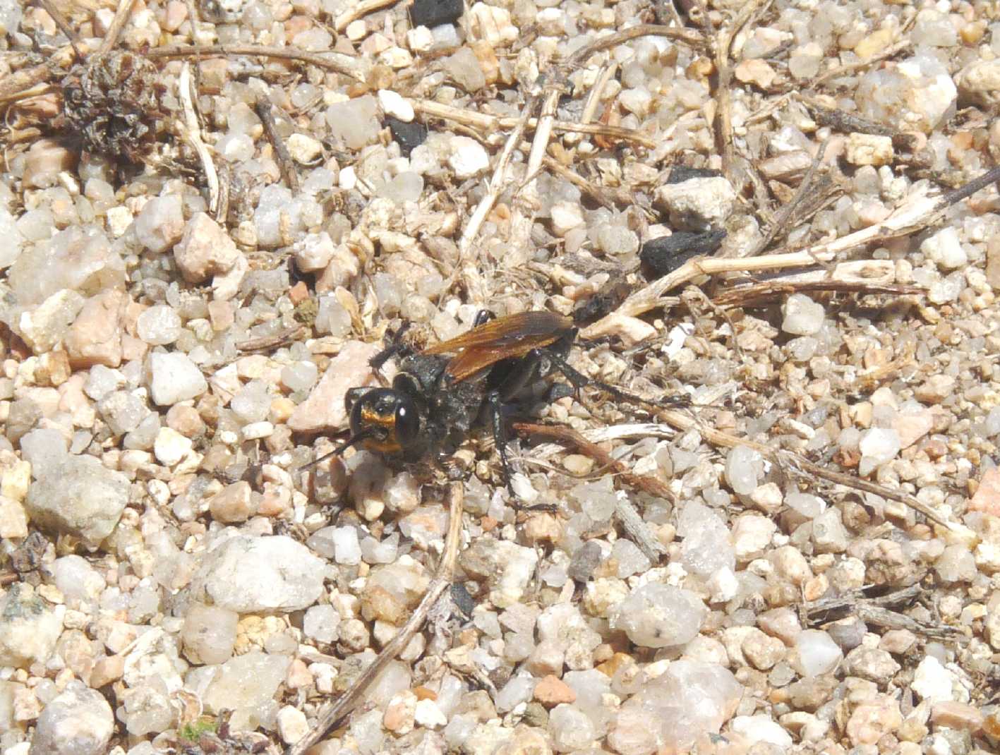 Sphecidae dalla faccia dorata (Prionyx subfuscatus)